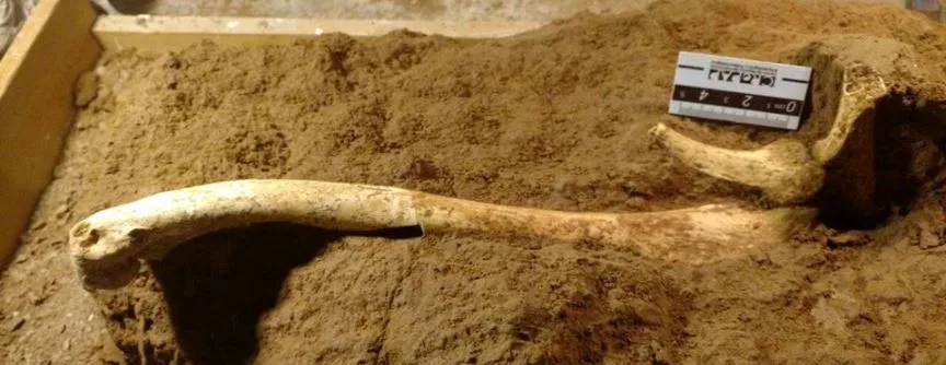 Noticias de Mar del Plata. Hallaron nuevos restos fósiles en Chapadmalal
