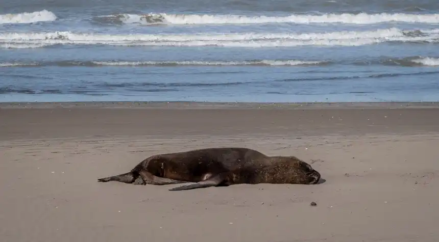 Noticias de Villa Gesell. Despliegan protocolo preventivo por un lobo marino que apareció muerto en la playa