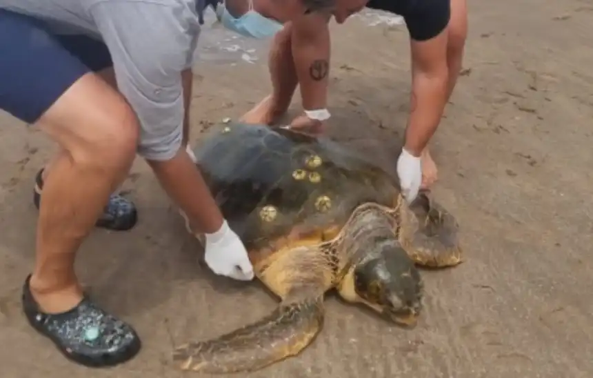 Noticias de Villa Gesell. Rescate exitoso de tortuga marina