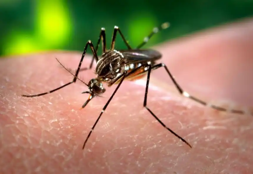 Noticias de Villa Gesell. Se registró un caso de dengue autóctono en Villa Gesell