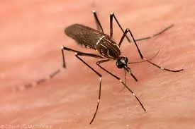 Noticias de Regionales. Campaña contra el dengue