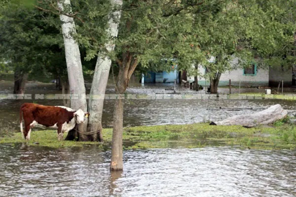 Noticias de Mar del Plata. Colecta por los inundados del NEA