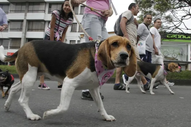 Noticias de Mar del Plata. Caminata con mascotas para celebrar el Día del Animal