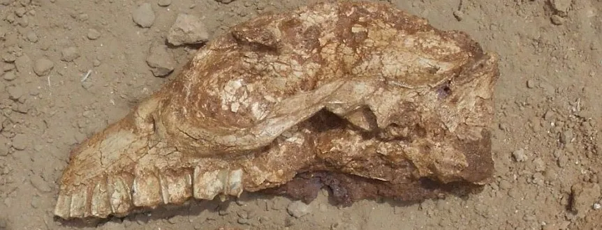 Noticias de Miramar. Hallan fósiles cerca del Golf de Miramar