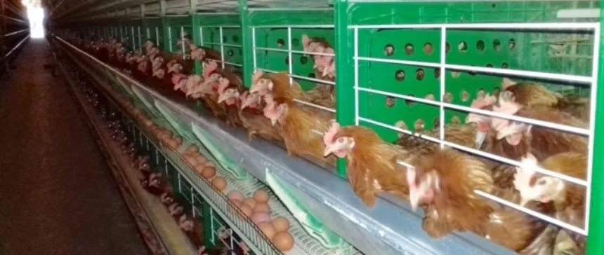 Noticias de Agro y Negocios. Simplificación de trámites para la producción avícola