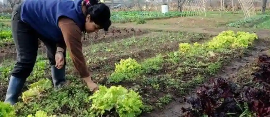 Noticias de Agro y Negocios. Aprobaron proyectos hortícolas para Tandil