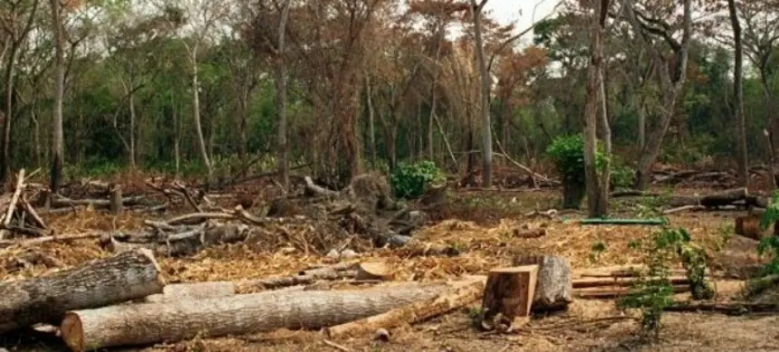 Arquitectos marplatenses preocupados por la deforestación en General Pueyrredon. Noticia de Región Mar del Plata