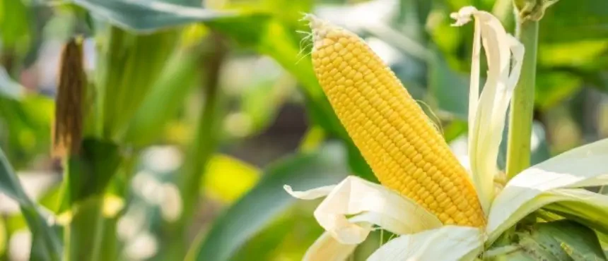 Aumentó la industrialización de maíz en Agro y Negocios. Noticia de Región Mar del Plata