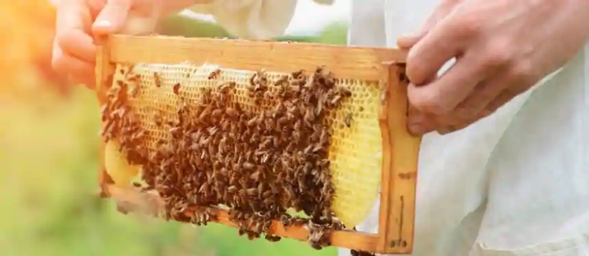 Noticias de Agro y Negocios. Buen nivel de exportación de miel