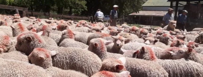 Noticias de Agro y Negocios. Convocatoria para productores ovinos
