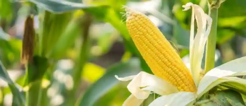 Noticias de Agro y Negocios. El maíz supera los 80 quintales por hectárea
