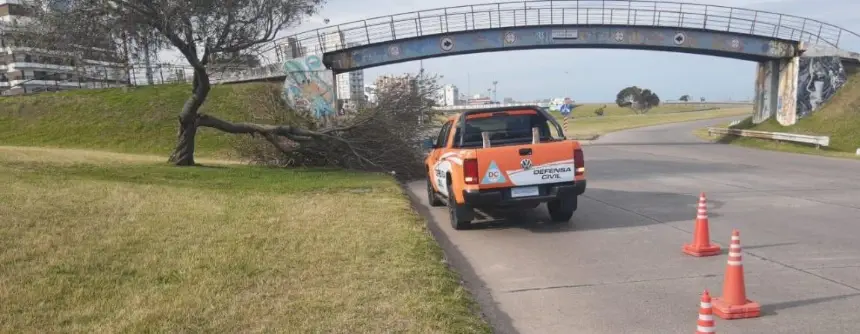 El viento derribó algunos árboles y postes en General Pueyrredon. Noticia de Región Mar del Plata