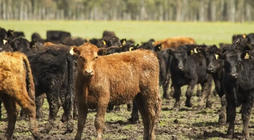 Lanzaron campaña para prevenir venéreas en bovinos en Agro y Negocios. Noticia de Región Mar del Plata