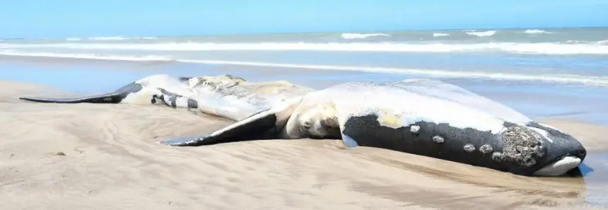 Operativo para retirar una ballena que apareció muerta en la playa en Necochea. Noticia de Región Mar del Plata