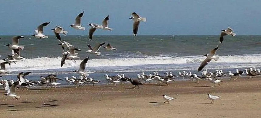 Plan Nacional para la Conservación de Aves Playeras en Regionales. Noticia de Región Mar del Plata