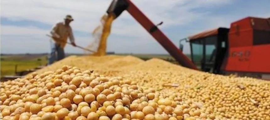 Noticias de Agro y Negocios. Productores de expeller de soja piden arancel cero para exportar
