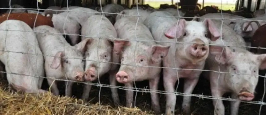 Proyecto para la instalación de granjas porcinas sustentables chinas en Agro y Negocios. Noticia de Región Mar del Plata