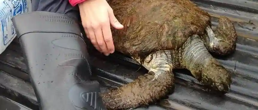 Noticias de Necochea. Rescataron una tortuga verde que apareció en la playa