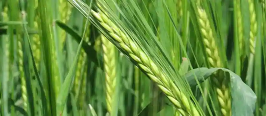 Noticias de Agro y Negocios. Se redujeron las hectáreas de cebada en el sudeste bonaerense