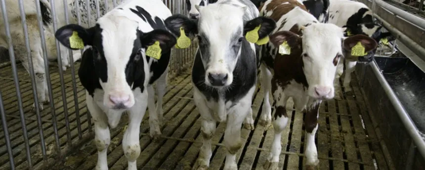 Noticias de Agro y Negocios. Senasa flexibiliza normativa para agilizar el transporte de ganado
