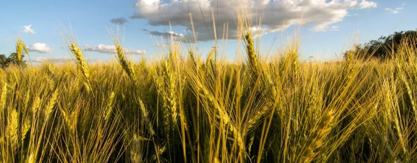 Noticias de Agro y Negocios. Soja, trigo y maíz en alza