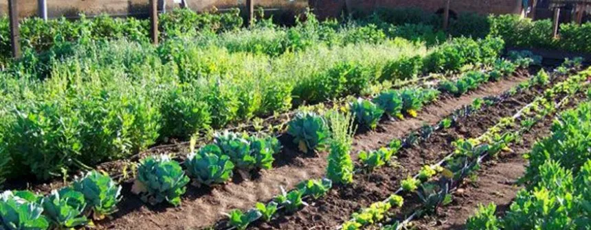 Noticias de Agro y Negocios. Zuccari busca promover huertas agroecológicas