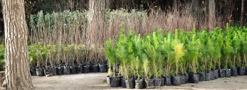 Noticias de Necochea. Adquirieron 2800 plantas para forestar espacios públicos