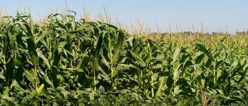 Noticias de Agro y Negocios. Advierten que en la región pampeana se repone el 30 por ciento de los nutrientes que se extraen
