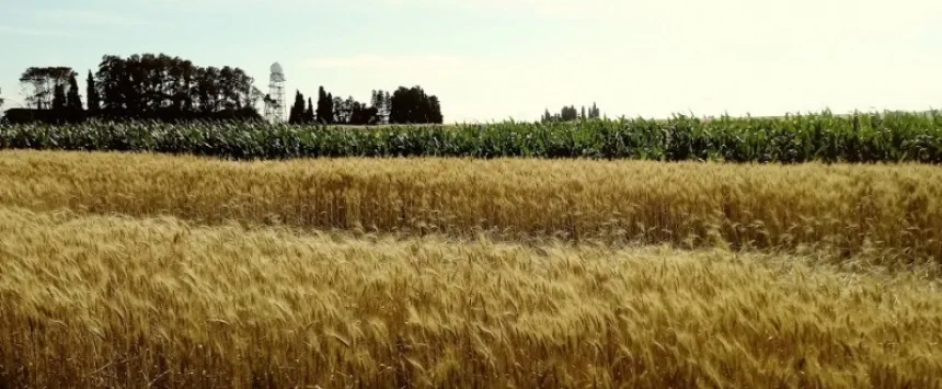 Noticias de Agro y Negocios. Afirman que el trigo es el cultivo que más beneficios aporta al sistema