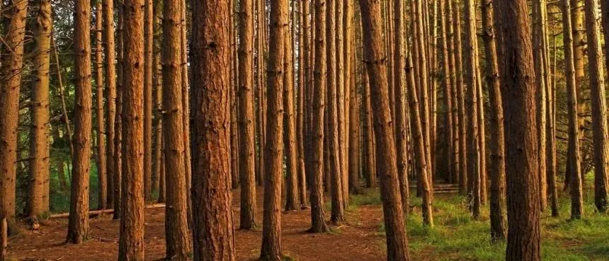 Analizarán el desarrollo de la forestación en el próximo webinar de Expoagro Digital en Agro y Negocios. Noticia de Región Mar del Plata