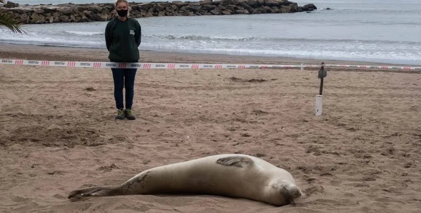 Apareció una foca cangrejera en playa La Perla en General Pueyrredon. Noticia de Región Mar del Plata