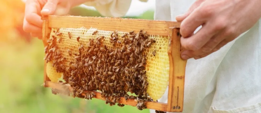 Noticias de Agro y Negocios. Aumentó un 14 por ciento la cantidad de apicultores en la Provincia