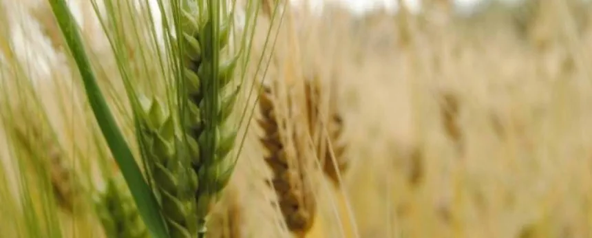 Noticias de Agro y Negocios. Buenos números para la cosecha de cebada en la provincia