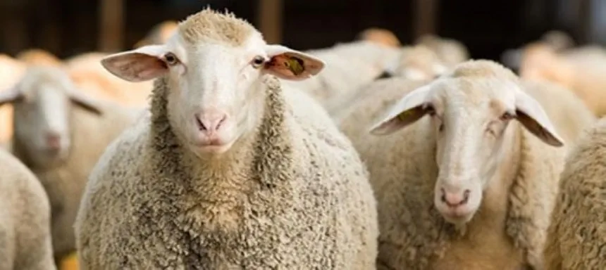 Noticias de Agro y Negocios. Convocatoria para la presentación de proyectos productivos ovinos