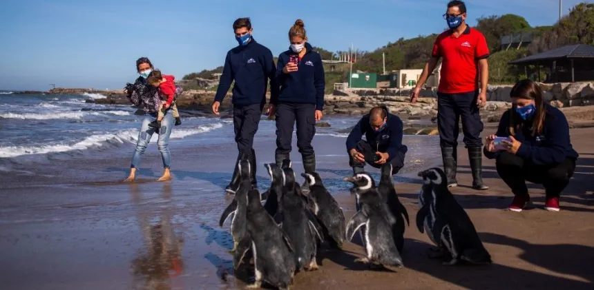 Noticias de Mar del Plata. Devolvieron al mar a un grupo de pingüinos rescatados