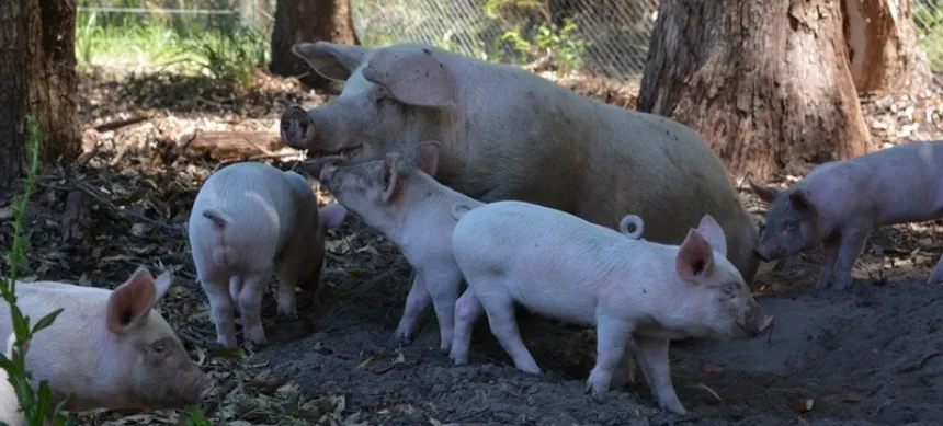 El INTA impulsa la producción porcina sana y sostenible en Agro y Negocios. Noticia de Región Mar del Plata