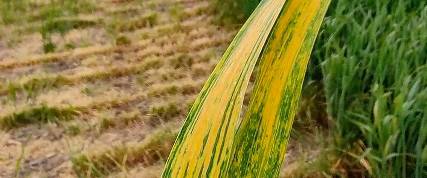 El virus del mosaico estriado del trigo presente en el  sur de la provincia de Buenos Aires en Agro y Negocios. Noticia de Región Mar del Plata