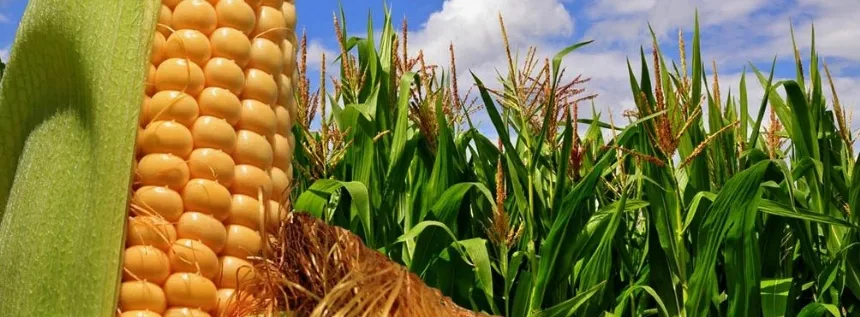 Entidades del campo estudian protestas ante el cierre del registro de exportaciones de maíz en Agro y Negocios. Noticia de Región Mar del Plata