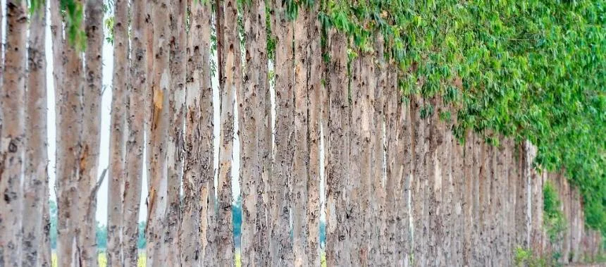 Noticias de Necochea. Entregarán árboles para forestaciones productivas de inmuebles rurales