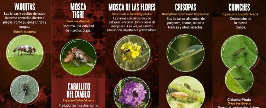 Insectos benéficos en Agro y Negocios. Noticia de Región Mar del Plata