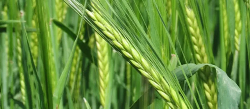 Noticias de Agro y Negocios. La campaña de cebada presenta buenos indicadores