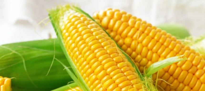 La producción de maíz podría llegar a los 45 millones de toneladas en Agro y Negocios. Noticia de Región Mar del Plata