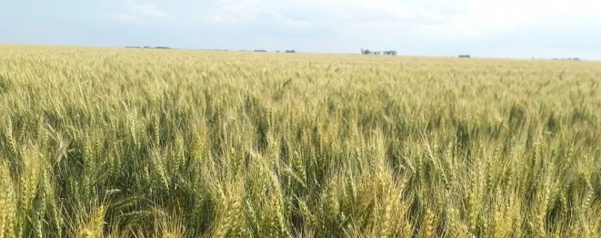 Noticias de Agro y Negocios. Los rendimientos del trigo estarán limitados por el déficit hídrico