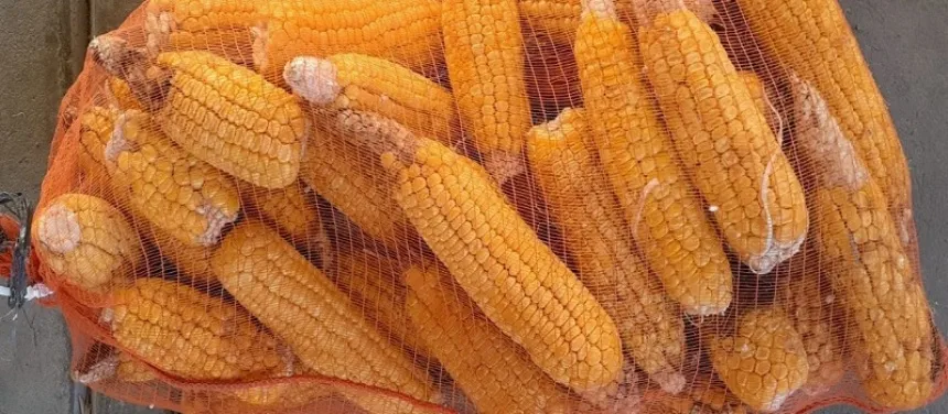 Nuevas variedades de maíz para consumo de choclos frescos en Agro y Negocios. Noticia de Región Mar del Plata