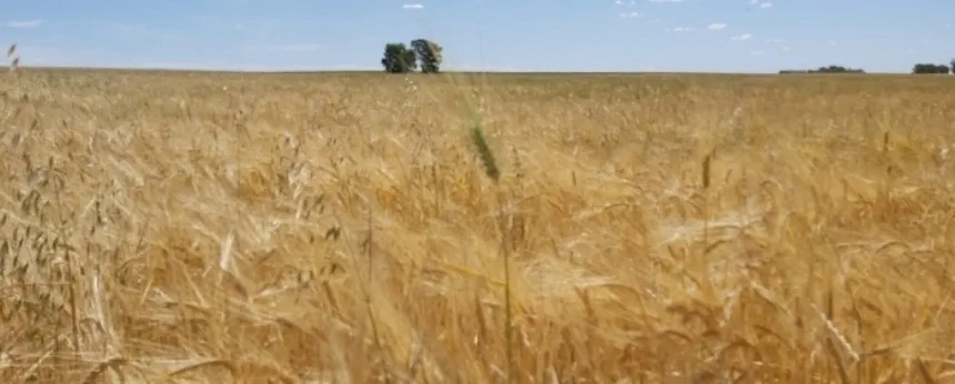 Nuevas variedades de trigo para la industria fideera en Agro y Negocios. Noticia de Región Mar del Plata