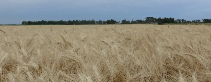 Noticias de Agro y Negocios. Nuevo encuentro de El trigo en foco