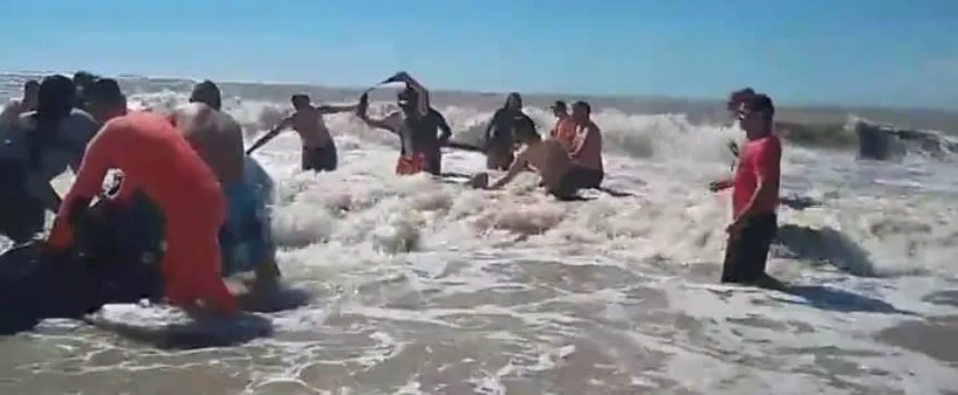 Prefectura ayudó a una ballena para pueda volver al mar en Villa Gesell. Noticia de Región Mar del Plata