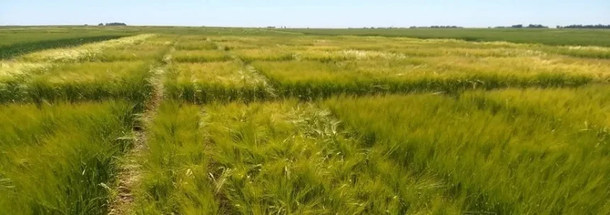 Quilmes se involucra en la producción de cebada agroecológica en Agro y Negocios. Noticia de Región Mar del Plata