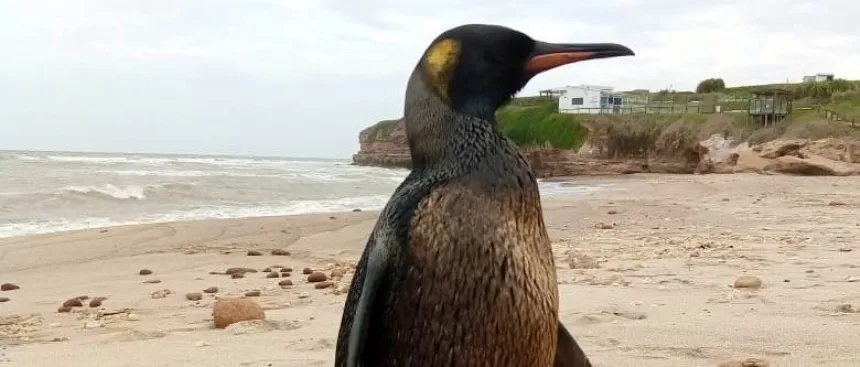 Noticias de Mar del Plata. Rescataron un pingüino empetrolado de las playas del sur