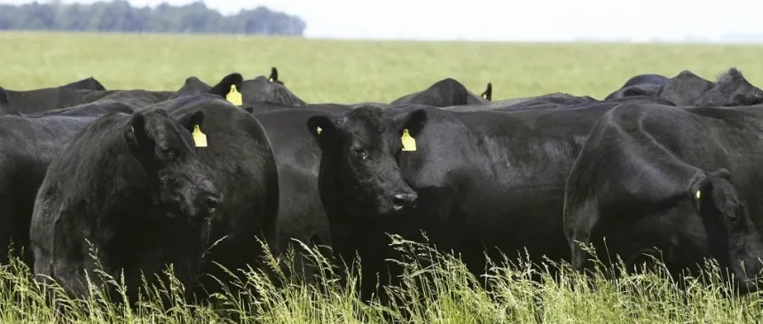 Noticias de Agro y Negocios. Se vacunaron más de 52 millones de bovinos contra la aftosa en 2021